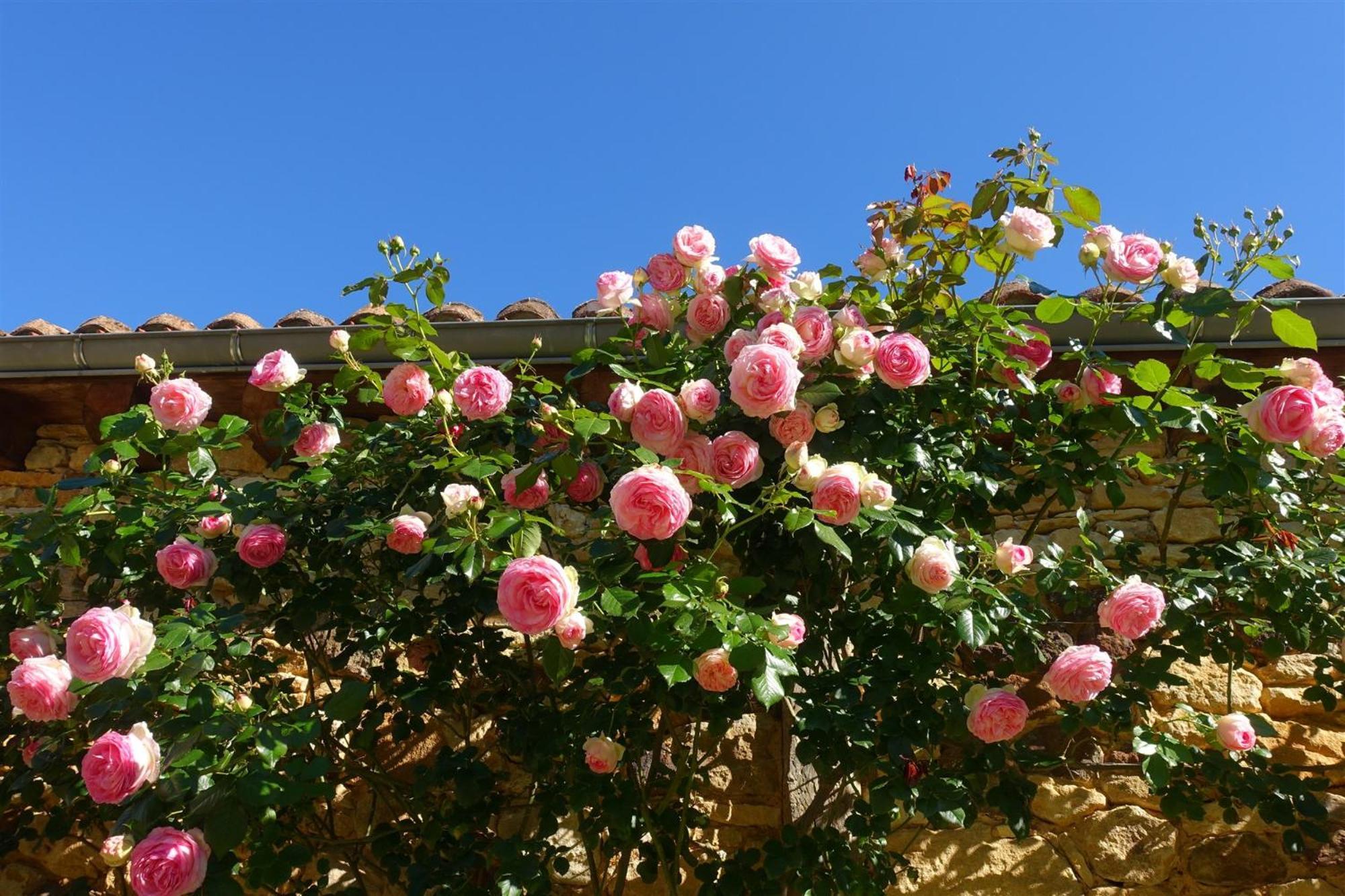 Domaine De Cournet Haut, A 17Th Century Property Set On A Calm, Idyllic Domain With Pool, Tennis, Bikes And More Les Vauries المظهر الخارجي الصورة